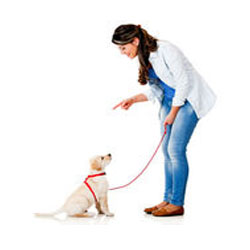 Training & Behavior Aids