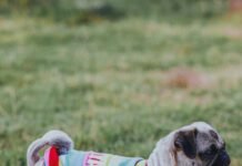Discover the Perfect Cozy and Functional Dog Shirts for Small Puppies Cozy Dog Shirt