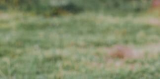 Discover the Perfect Cozy and Functional Dog Shirts for Small Puppies Cozy Dog Shirt