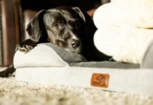 Cheap Dog Beds dog Bed