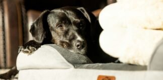 Cheap Dog Beds dog Bed